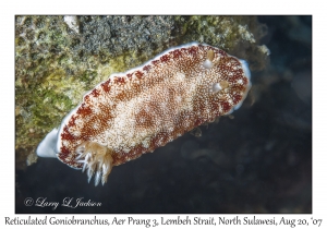 Reticulated Goniobranchus