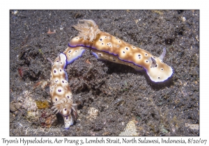 Tryon's Hypselodoris