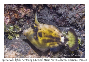 Spectacled Filefish