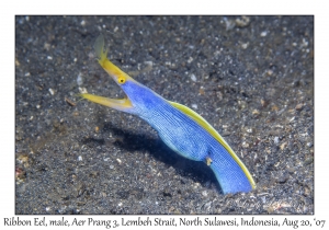 Ribbon Eel male