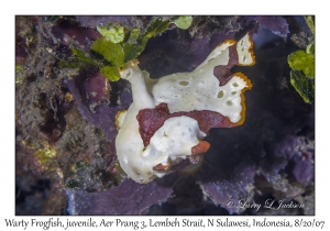 Warty Frogfish juvenile