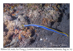 Ribbon Eel male