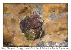 Starry Blenny