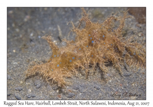 Ragged Sea Hare