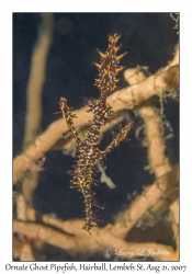 Ornate Ghost Pipefish male