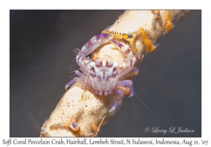 Soft Coral Porcelain Crab