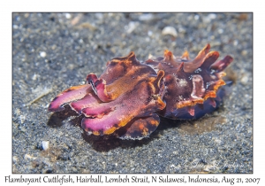 Flamboyant Cuttlefish