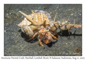 Anemone Hermit Crab