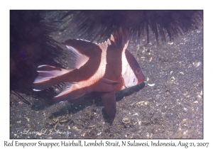 Red Emperor Snapper