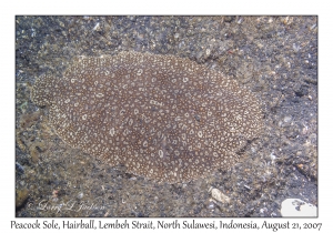 Peacock Sole
