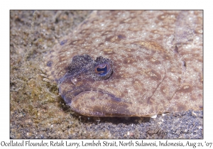 Ocellated Flounder