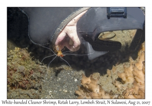 LJax & White-banded Cleaner Shrimp