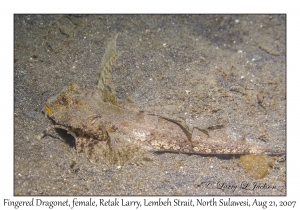 Fingered Dragonet female