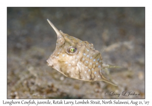 Longhorn Cowfish juvenile