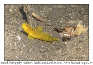 Barred Shrimpgoby variation