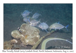 Blue Trevally