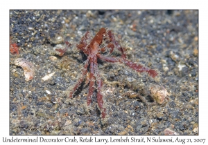 Decorator Crab