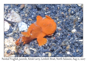 Painted Frogfish juvenile