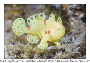 Giant Frogfish juvenile