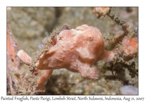 Painted Frogfish