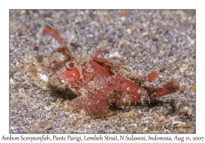 Ambon Scorpionfish