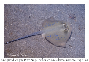 Blue-spotted Stingray