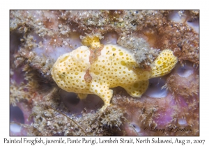 Painted Frogfish juvenile