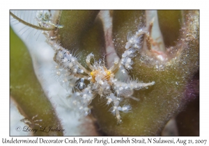 Undetermined Decorator Crab