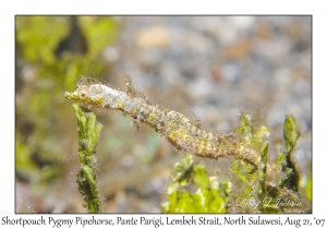 Shortpouch Pygmy Pipehorse