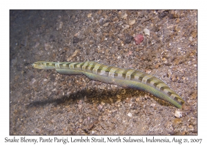 Snake Blenny