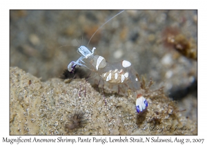 Magnificent Anemone Shrimp