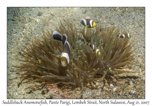 Saddleback Anemonefish