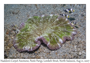 Haddon's Carpet Anemone