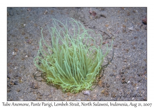 Tube Anemone