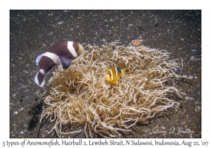 3 Anemonefish