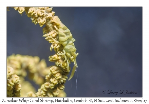 Zanzibar Whip Coral Shrimp