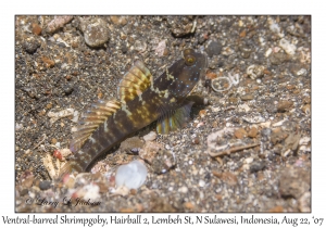 Ventral-barred Shrimpgoby variation