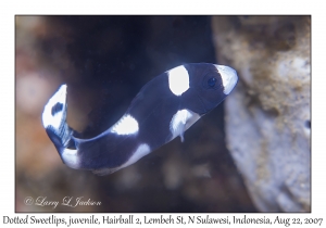 Dotted Sweetlips juvenile