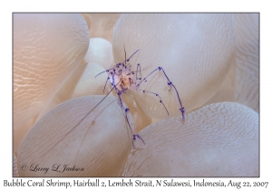 Bubble Coral Shrimp