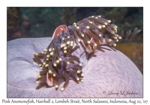 Pink Anemonefish