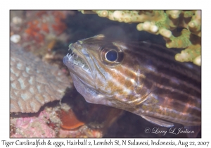 Tiger Cardinalfish & eggs