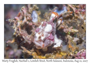 Warty Frogfish