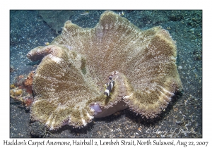 Haddon's Carpet Anemone