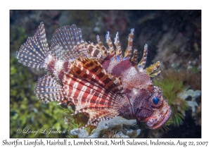 Shortfin Lionfish