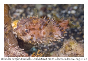 Orbicular Burrfish