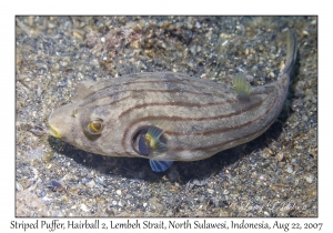 Striped Puffer