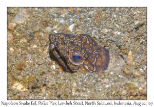 Napoleon Snake Eel