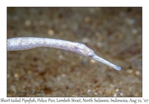 Short-tailed Pipefish