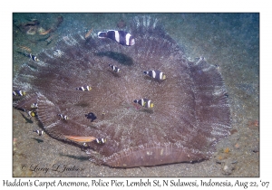 Haddon's Carpet Anemone