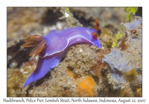 Nudibranch